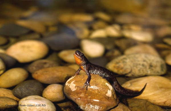 Triton alpestre (Ichthyosaura alpestris) © Gilles Leblais